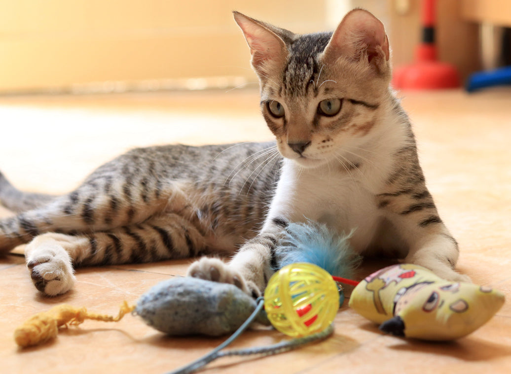 Why Do Cats Love Crinkle Sounds? The Science Behind Cat Play and Indoor Enrichment
